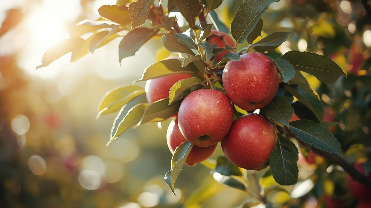 Fruit of the Spirit Collection